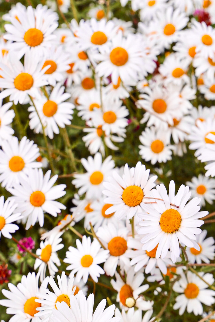 Happy Daisies Print