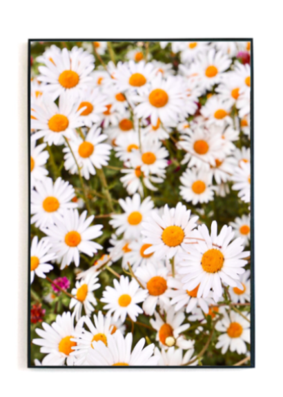 Happy Daisies Print